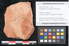 Foto (Objekt + Etikett) von Glyptostrobus europaeus Brongniart (NHMW-GEO-2024-0188-7956)